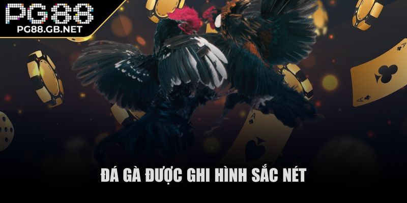 PG88 🌟 PG88 pati Slot - PG88 GB NET Đăng Nhập Nhà Cái Nổ Hũ 08/2025 35 Đá gà được ghi hình sắc nét